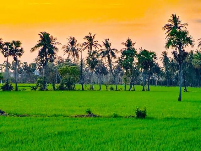 Beautiful rural landscape in India with palm trees