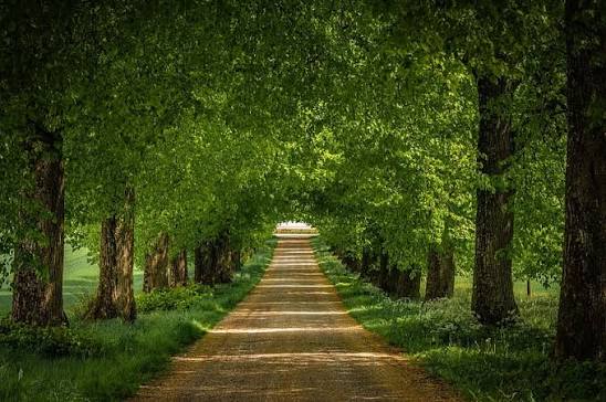 A dense, misty green forest trail