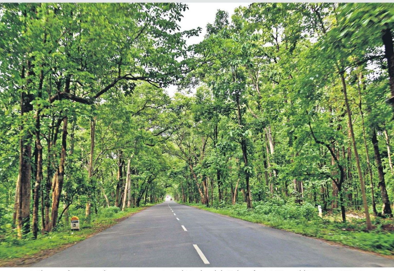 Scenic highway driving through the dense green Tadvai forest